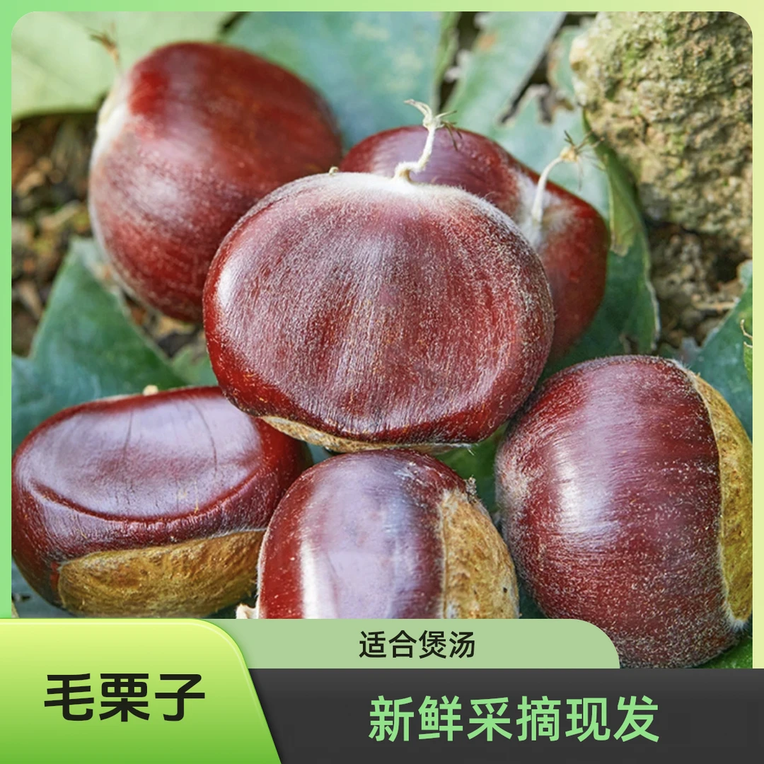 湖北大别山新鲜板栗粉糯香甜生板栗毛栗子油栗子锥栗子红壳老栗子