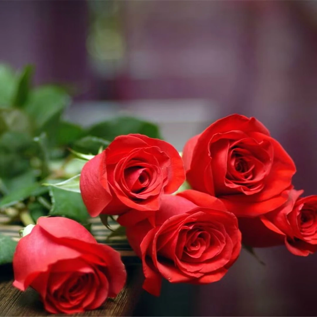 一枝玫瑰包邮到家