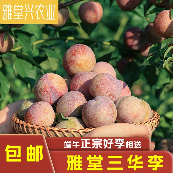 正宗红心雅堂三华李果园现摘产地直销 端午好李相送 顺丰包邮