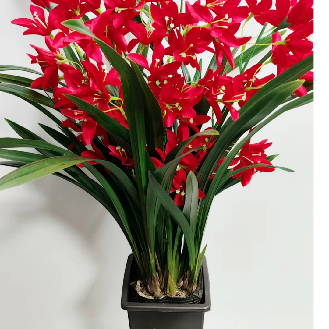 红宝石兰花盆栽建兰四季开花好养浓香型易活室内绿植