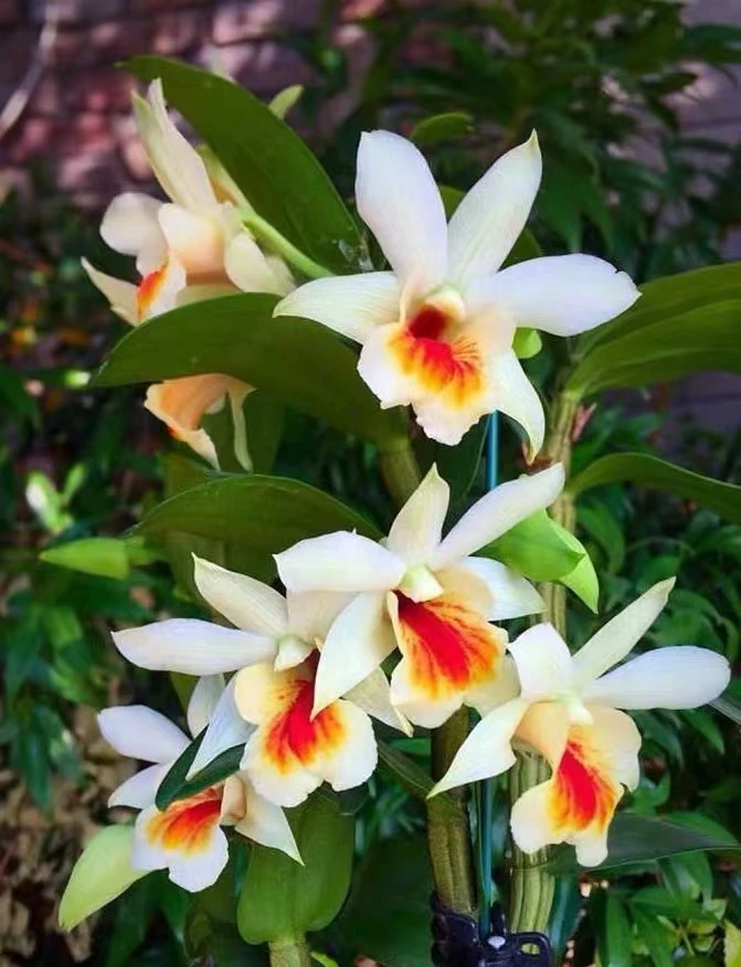 翅萼水果石斛(花期2-5月/花朵内红外白/橘香浓郁)
