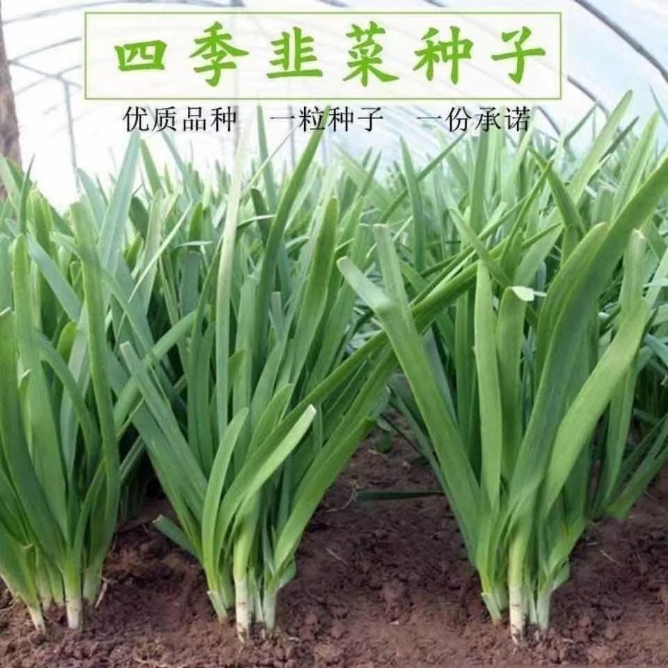 紫根韭菜种子四季种籽子根红根宽叶根苗蔬菜苗种孑大叶籽大全原装