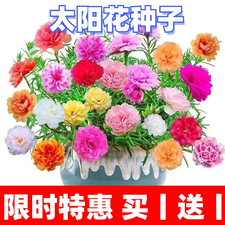 【买一送一】重瓣太阳花种子四季开花阳台室外庭院绿植籽耐旱晒播种