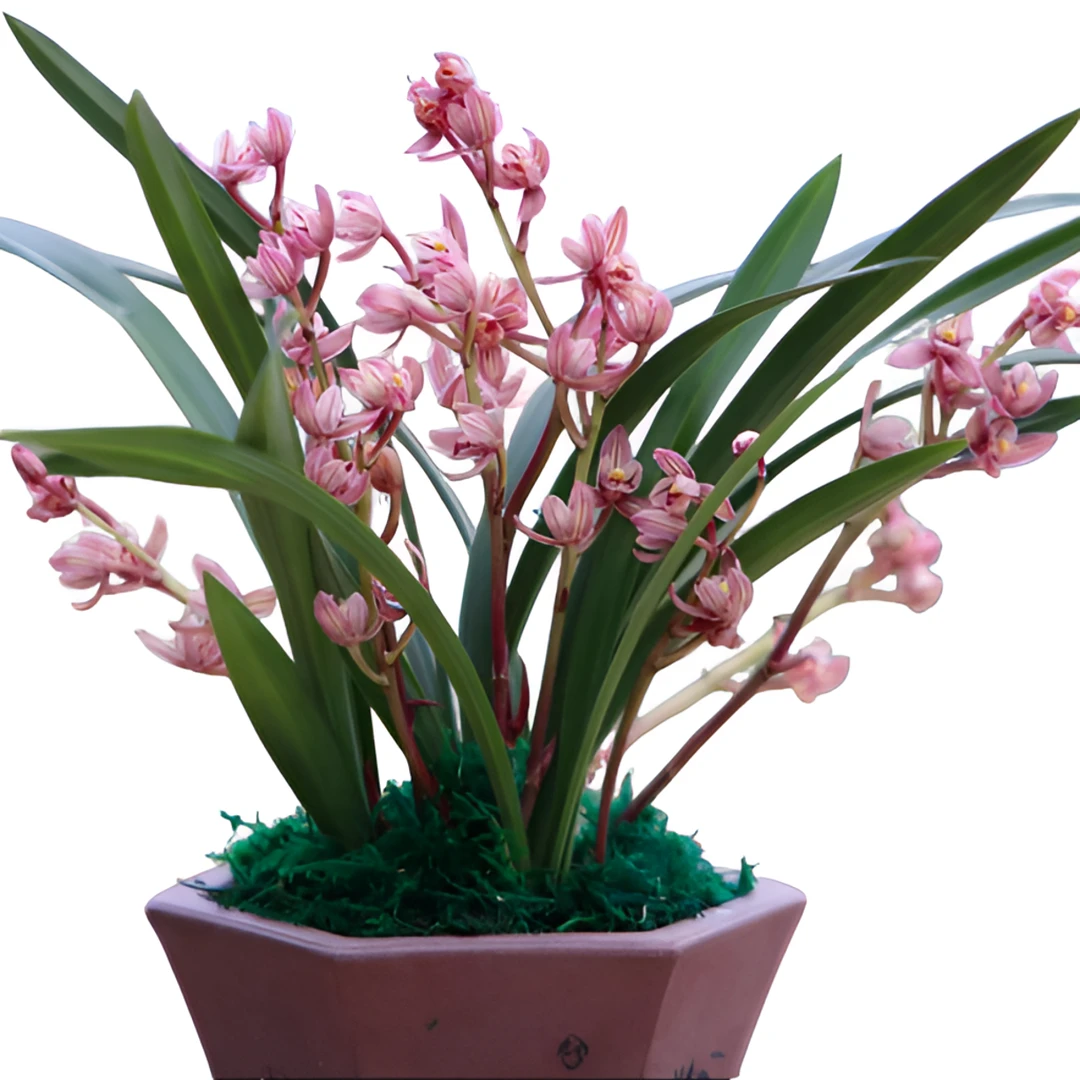 建兰七彩玲珑夏天开花浓香好养