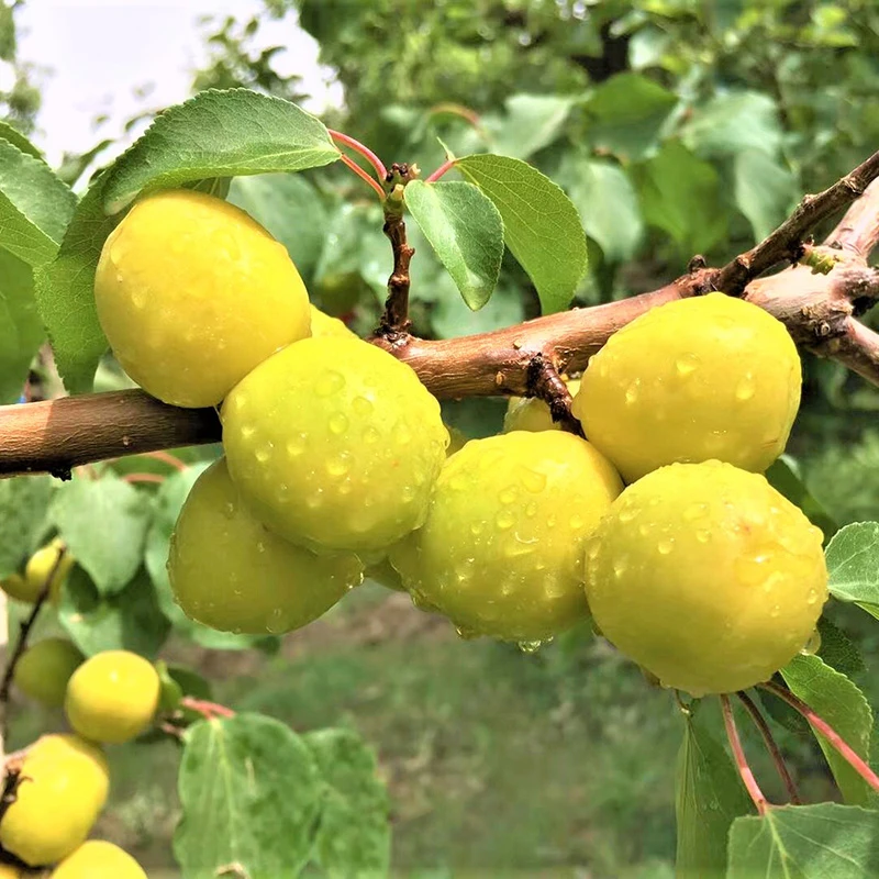 新疆轮台库车小白杏2斤/3斤/4斤现采现发新鲜水果