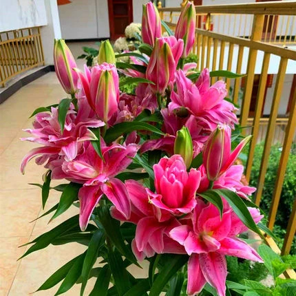 稀有新品重瓣百合种球四季植物室内外盆栽鲜花浓香型易开花