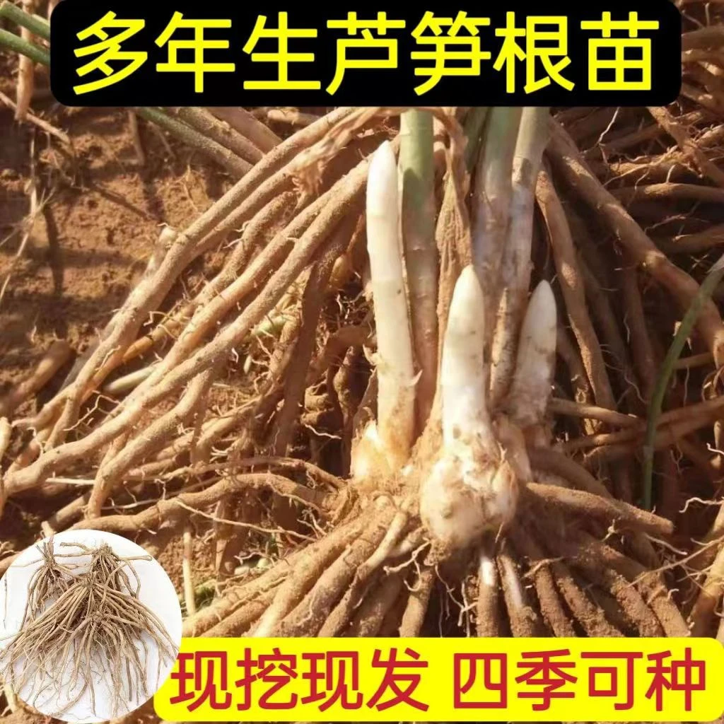 芦笋苗芦笋根苗四季生蔬菜苗现挖粗壮根系大苗绿植盆栽阳台庭院