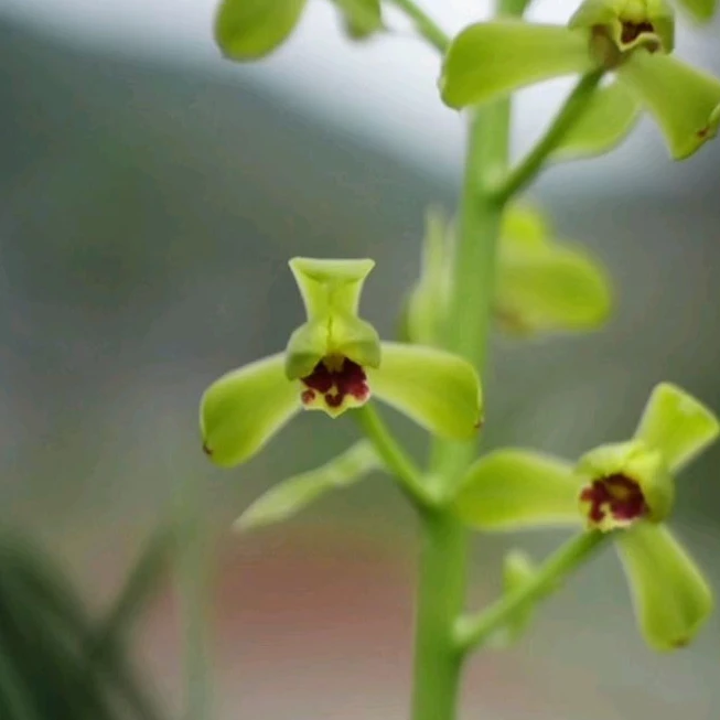 国兰 春兰 惠兰 建兰 寒兰 四大国兰 一物一拍210-500