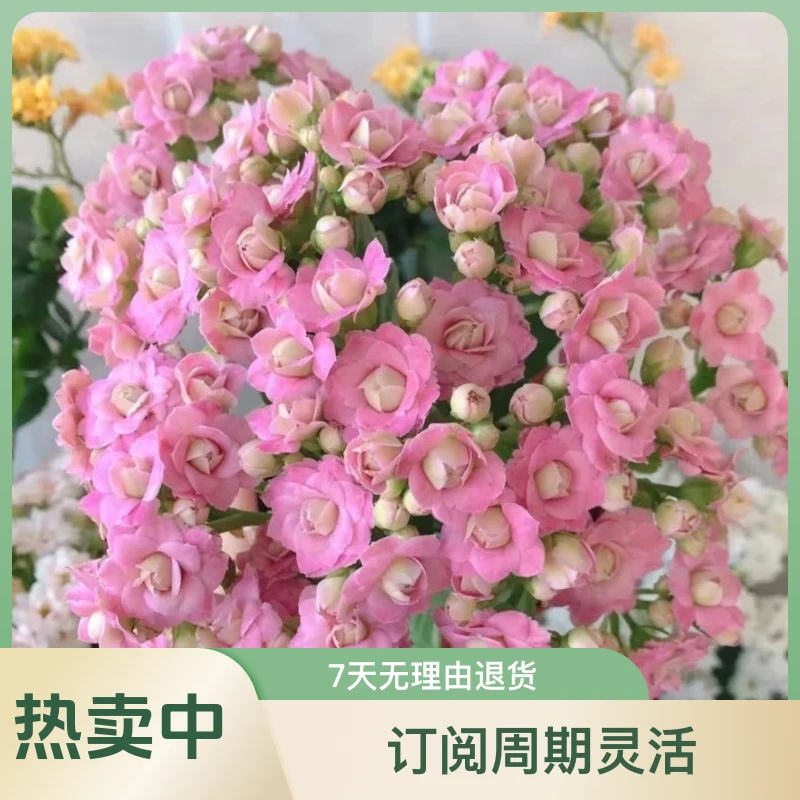 粉巴黎  室内盆栽110盆