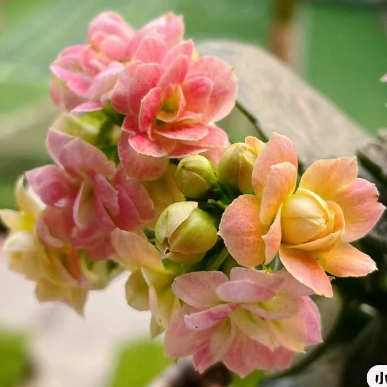 萝莉大花室内盆栽开花植物80盆