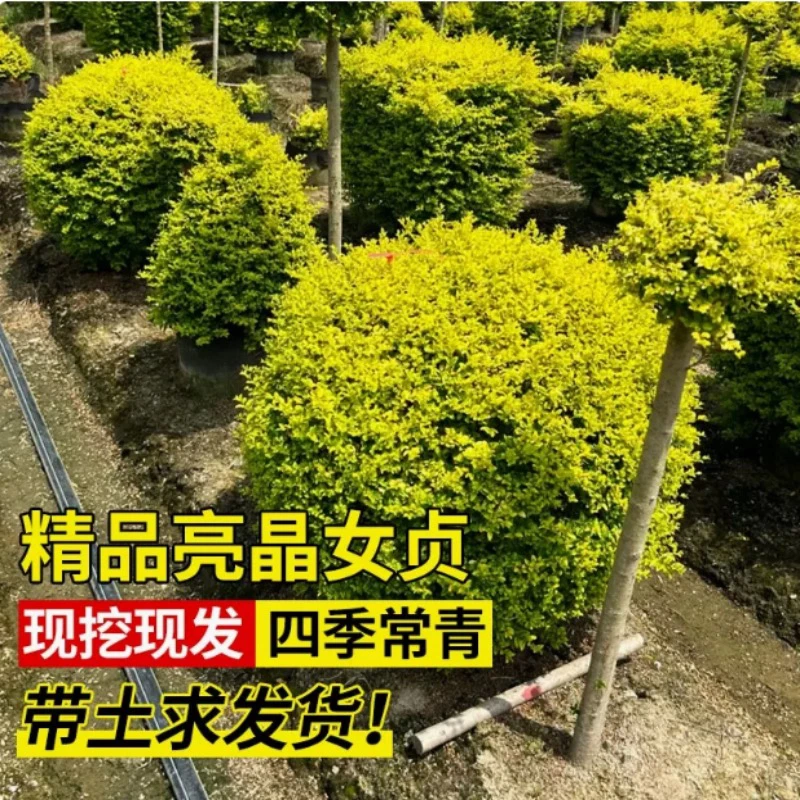 亮晶女贞棒棒糖盆栽花镜植物球耐寒耐晒四季常青花园庭院别墅造景