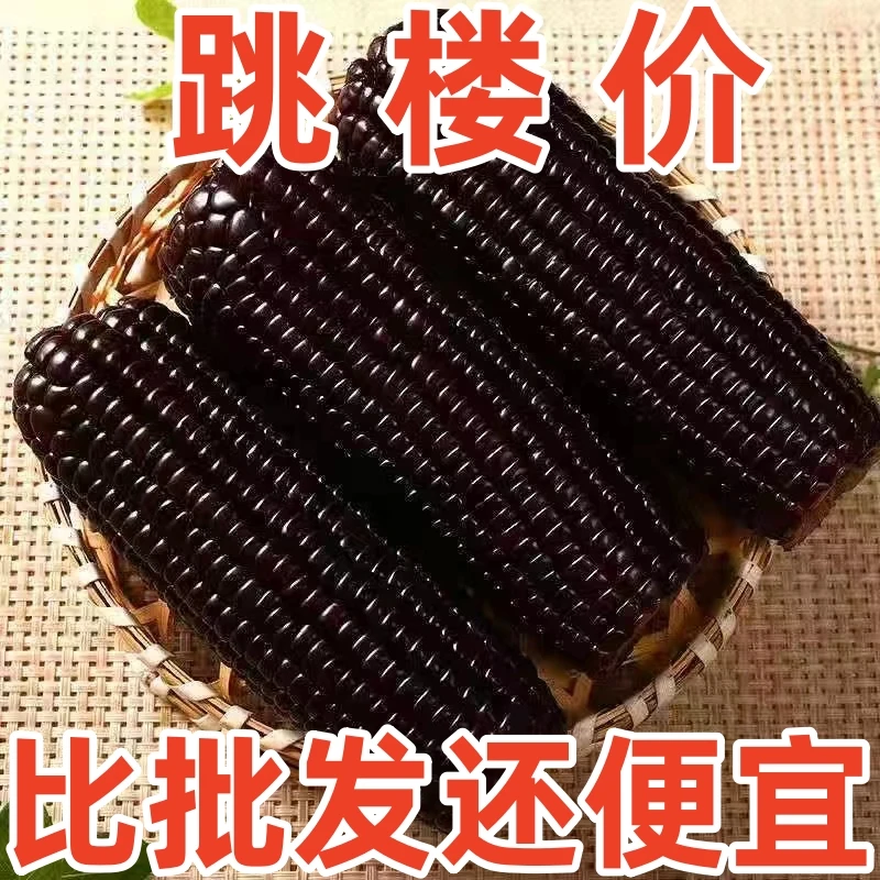 山西黑玉米新鲜糯玉米真空包装厂家直销粗粮清仓营养香糯