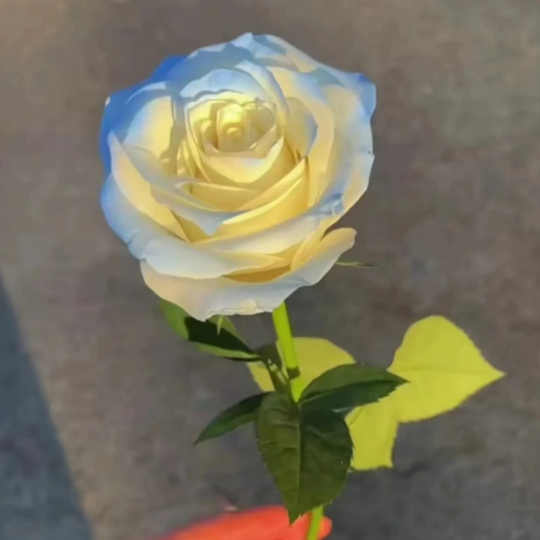 浴火雪玫瑰香皂花网红同款心动情人节浪漫求婚可燃仿真花道具