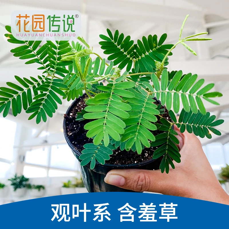 花园传说含羞草种子小包装植物盆栽室内趣味花卉四季害羞草阳台