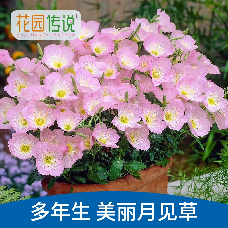 【花园传说】美丽月见草花种籽子盆栽花籽夜来香花种子四季播种阳台