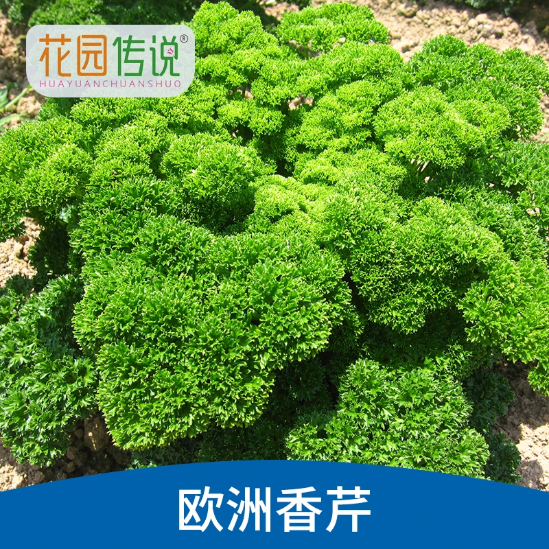花园传说欧洲香芹种子欧洲沙拉欧芹法国香菜西餐食用香草种籽春秋