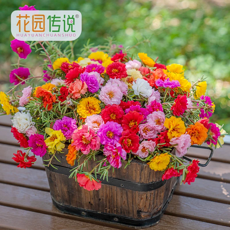 花园传说重瓣太阳花种子1万粒松叶牡丹花籽春季播种发芽生长快