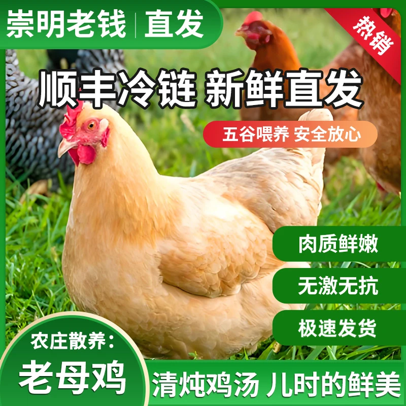 崇明散养老母鸡 1.5-2年 生态岛 杂粮喂养 现宰现发 净重约3.5斤