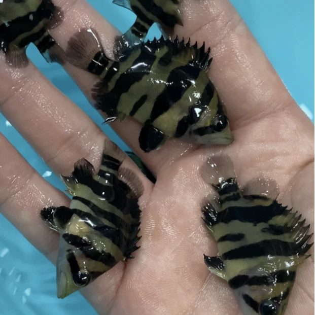 福袋练手虎1条苏虎印尼虎