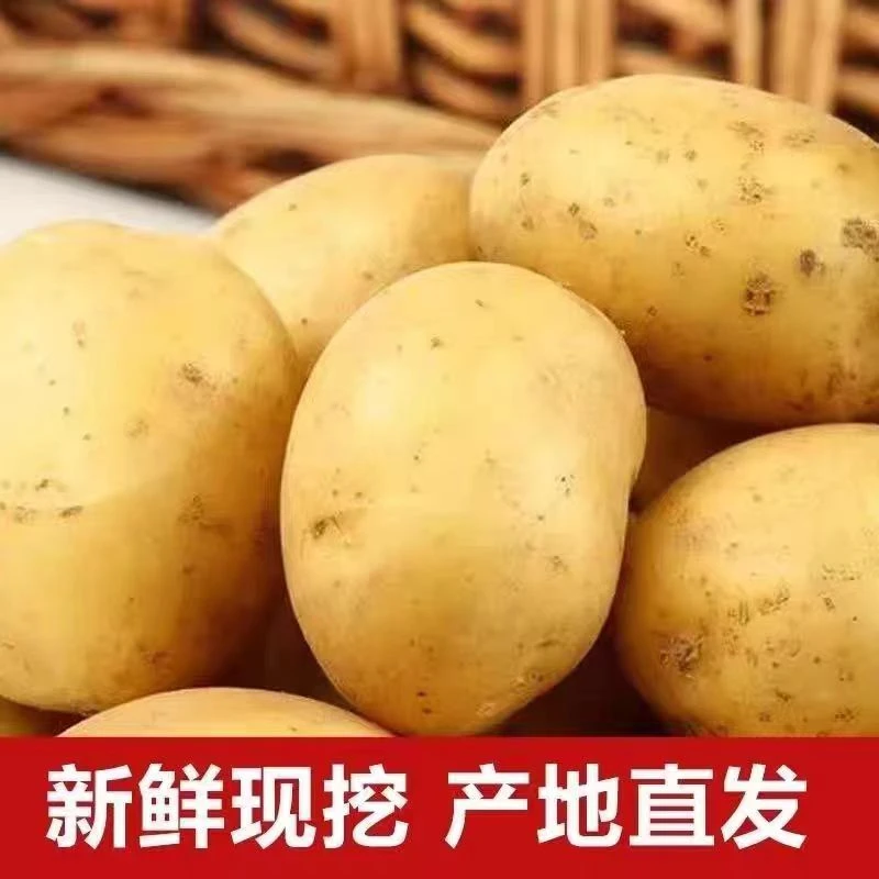 云南黄皮黄心土豆皮薄肉嫩食用火锅油炸土豆泥制作现挖现发3斤装