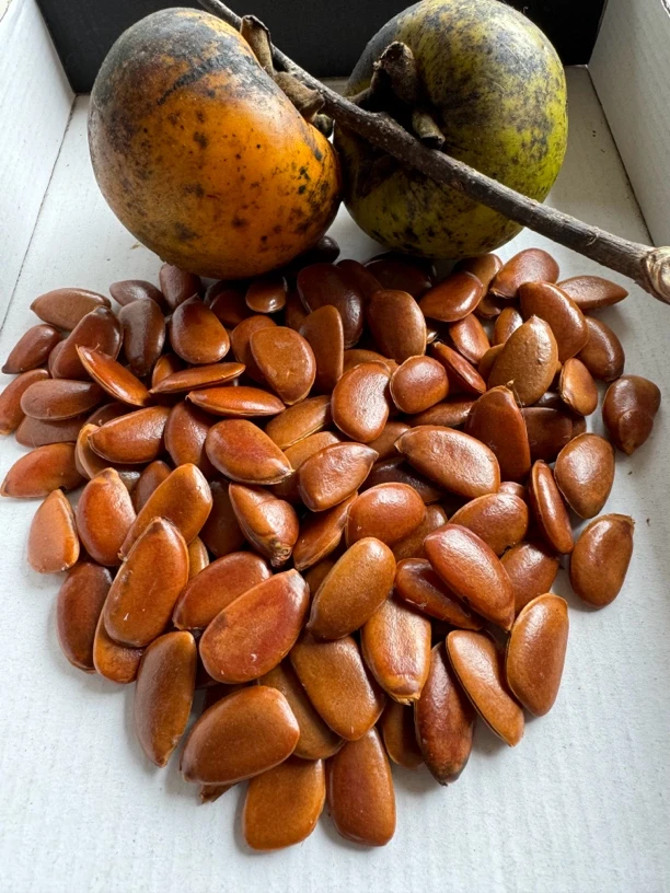 野生油柿核文玩饰品柿子核原核手串挂饰吊坠等雕刻原料