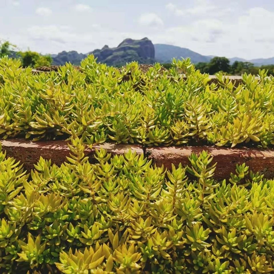 野生新鲜垂盆草可食用养肝护肝无公害野生盆栽花卉绿植四季常青