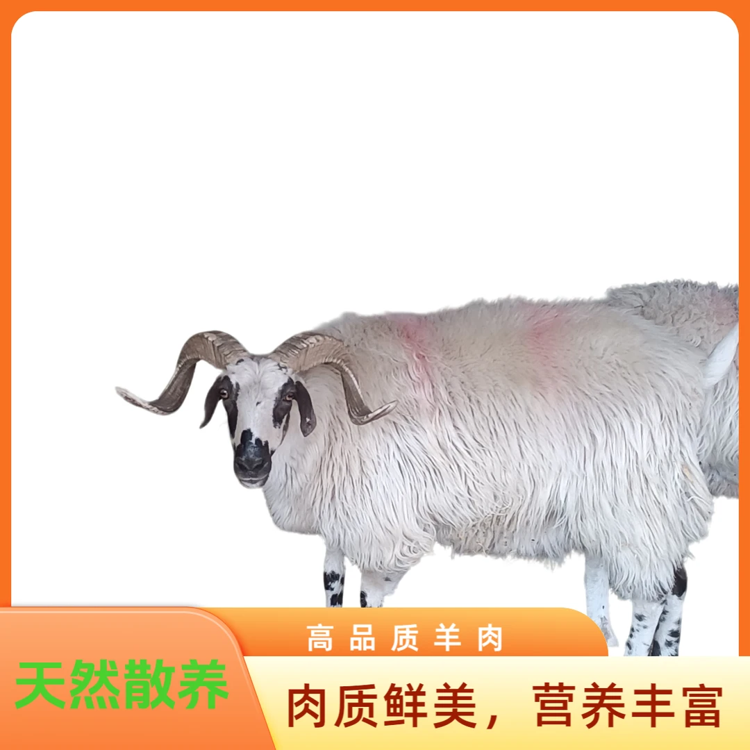祁连山散养草膘羊，现宰整羊、半羊约10-30斤，