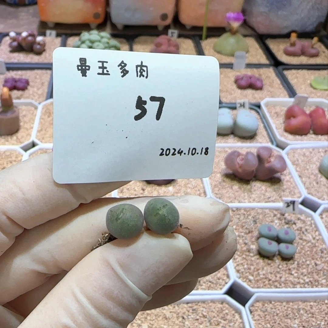 桃*?多肉多肉多肉10.18-057