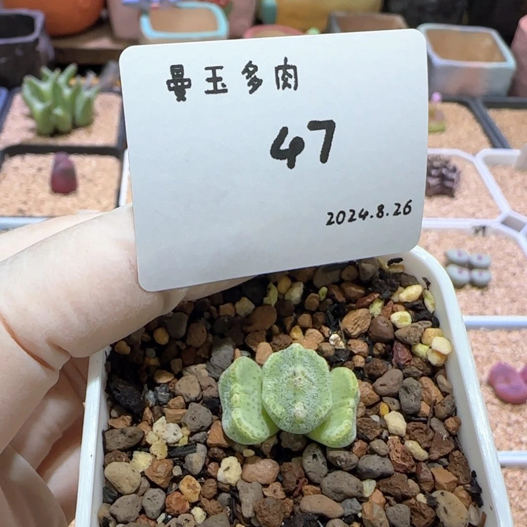 耶**拉多肉多肉多肉8.26-047