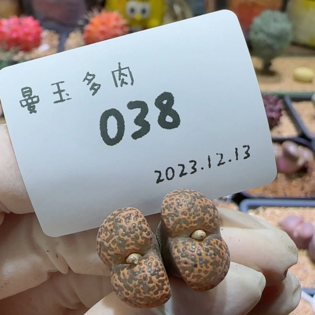 【闪购商品】质*12.13-038质言