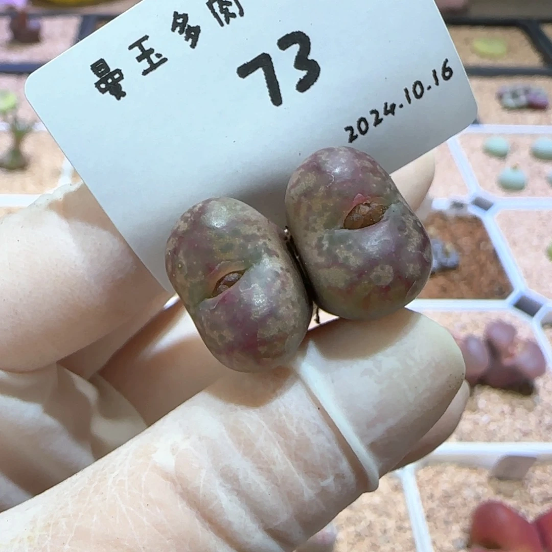 多肉多肉多肉10.16-073