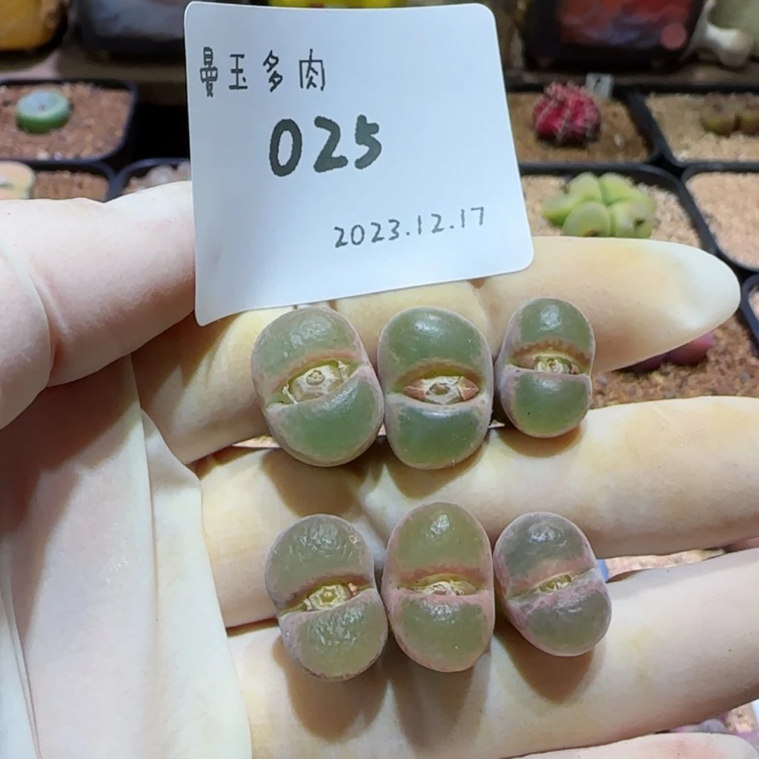 【闪购商品】崔*儿12.17-025崔妞儿