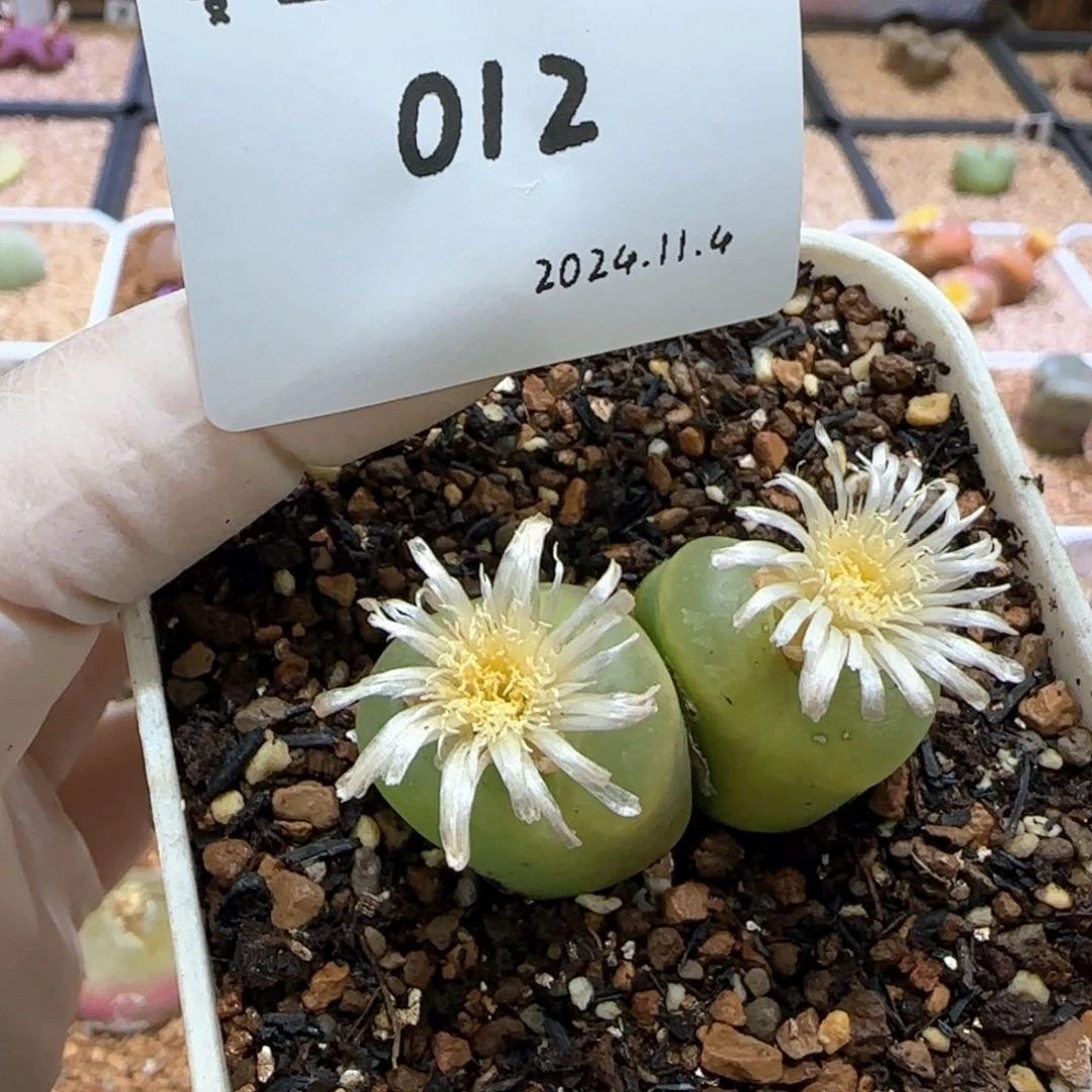 多肉多肉多肉11.4-012