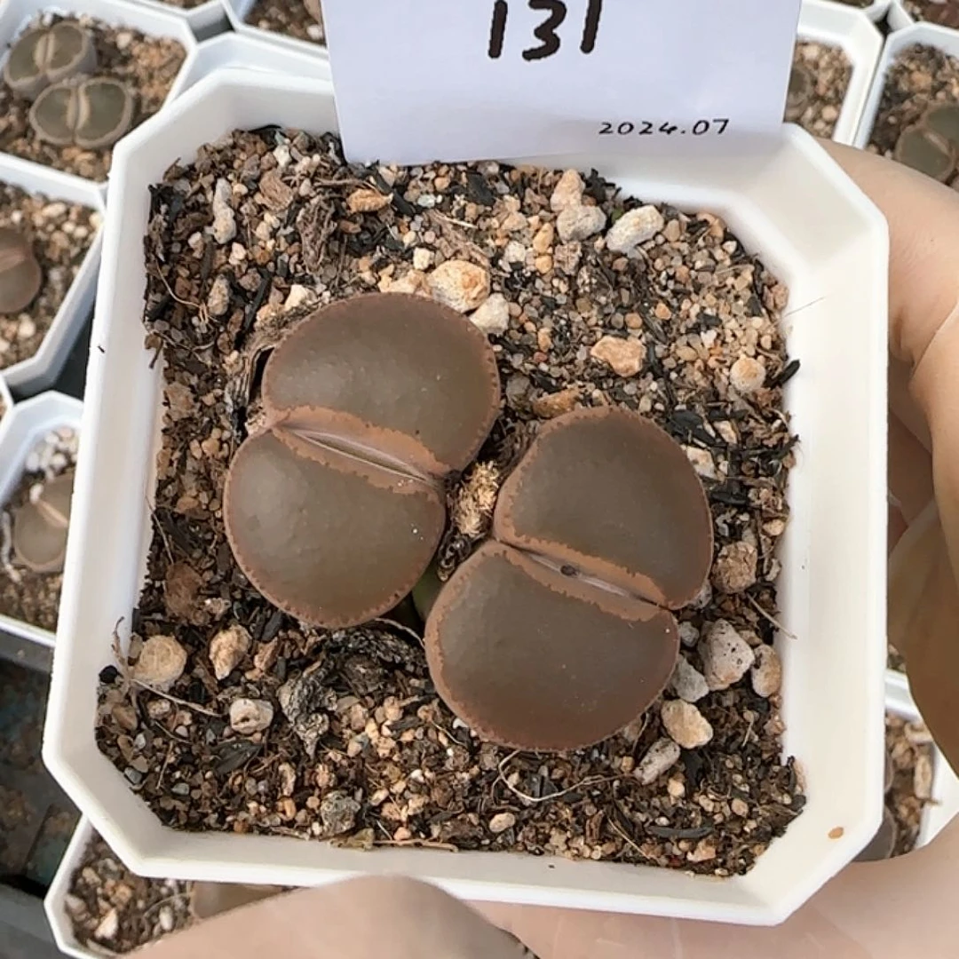 多肉多肉多肉131和田玉