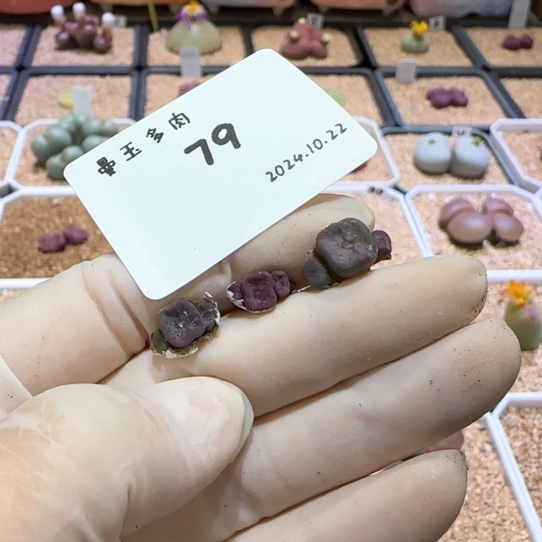 多肉多肉多肉10.22-079