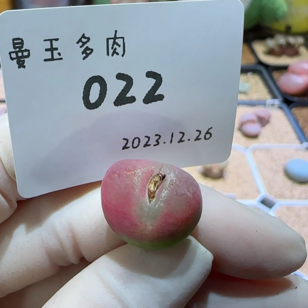 【闪购商品】12.26-022