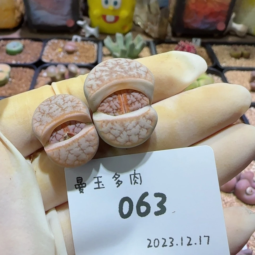 【闪购商品】S**s12.17-063SSss