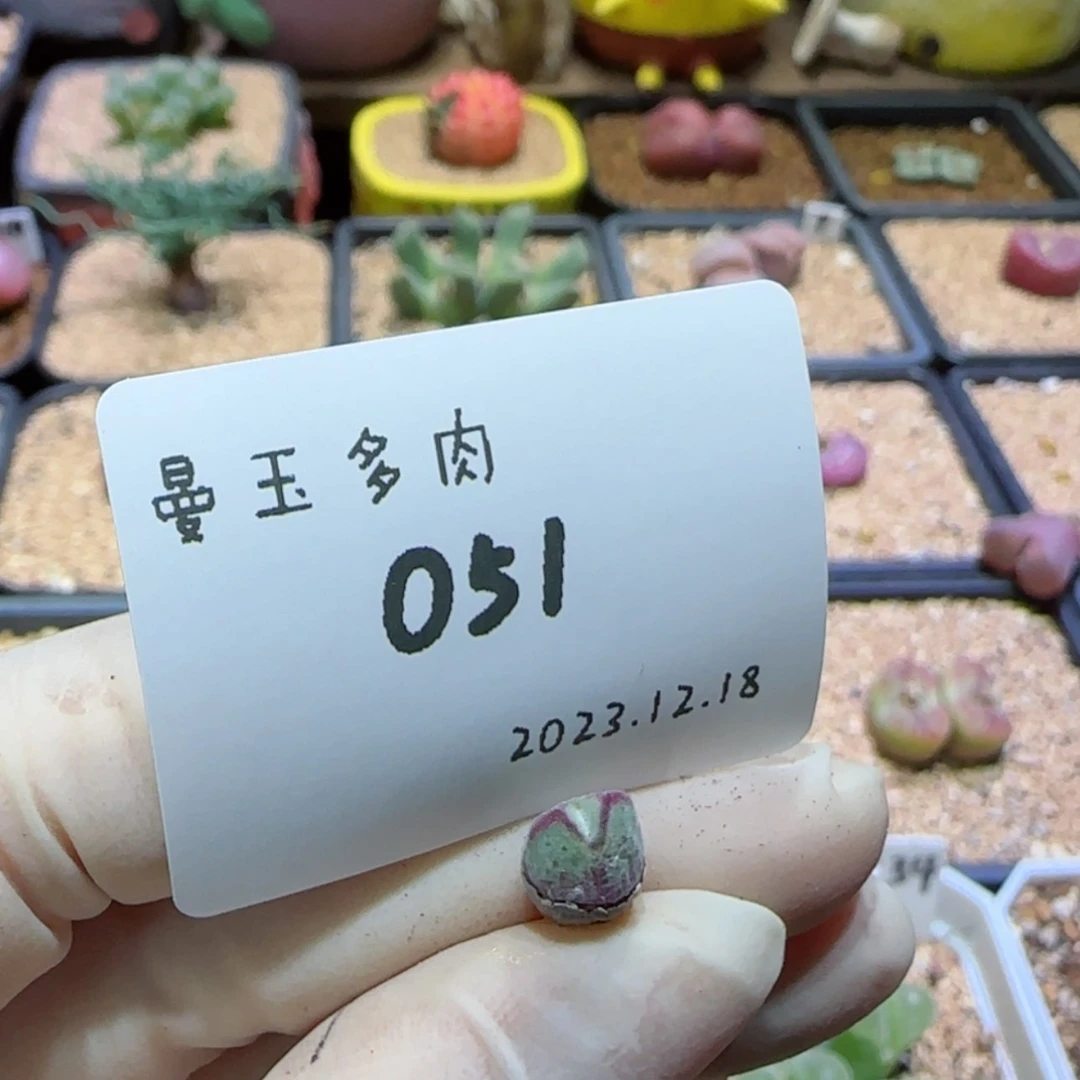 【闪购商品】果**?12.18-051果冻冻