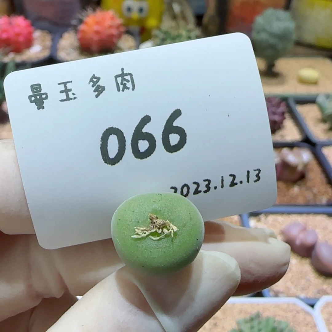 【闪购商品】12.13-066