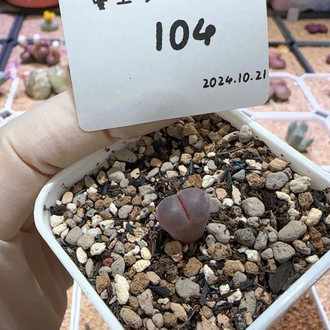 多肉多肉多肉10.21-104 吕氏001