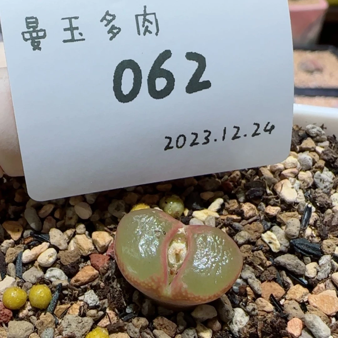 【闪购商品】呼*12.24-062呼呼