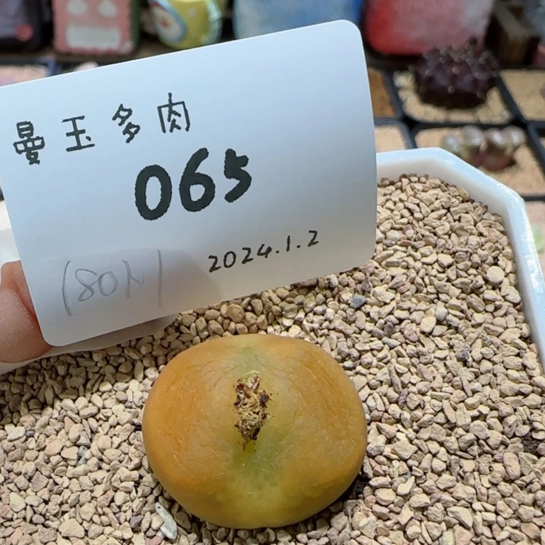 【闪购商品】1.2-065蟠桃