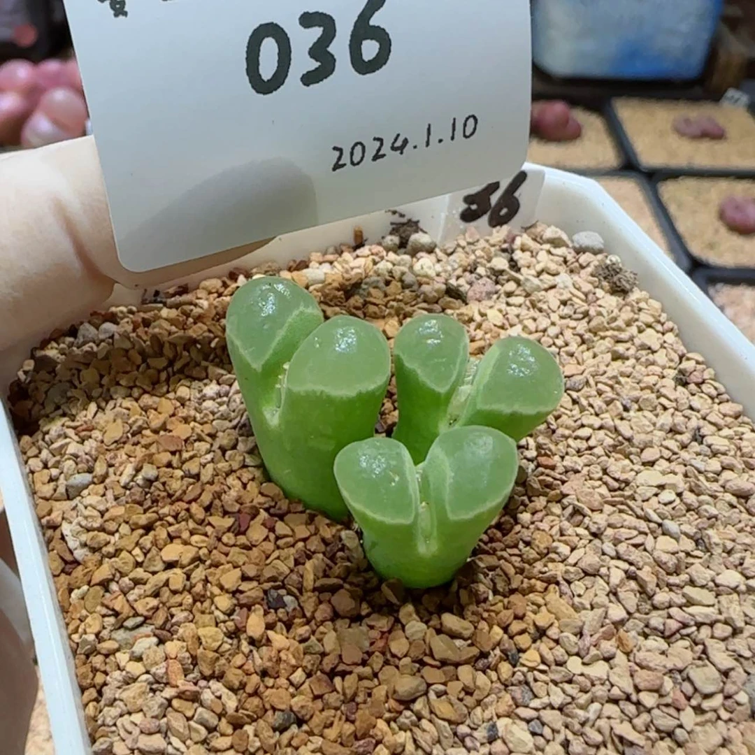 【闪购商品】红陶171cm(含)-200cm(含)?****?1.10-036清茶