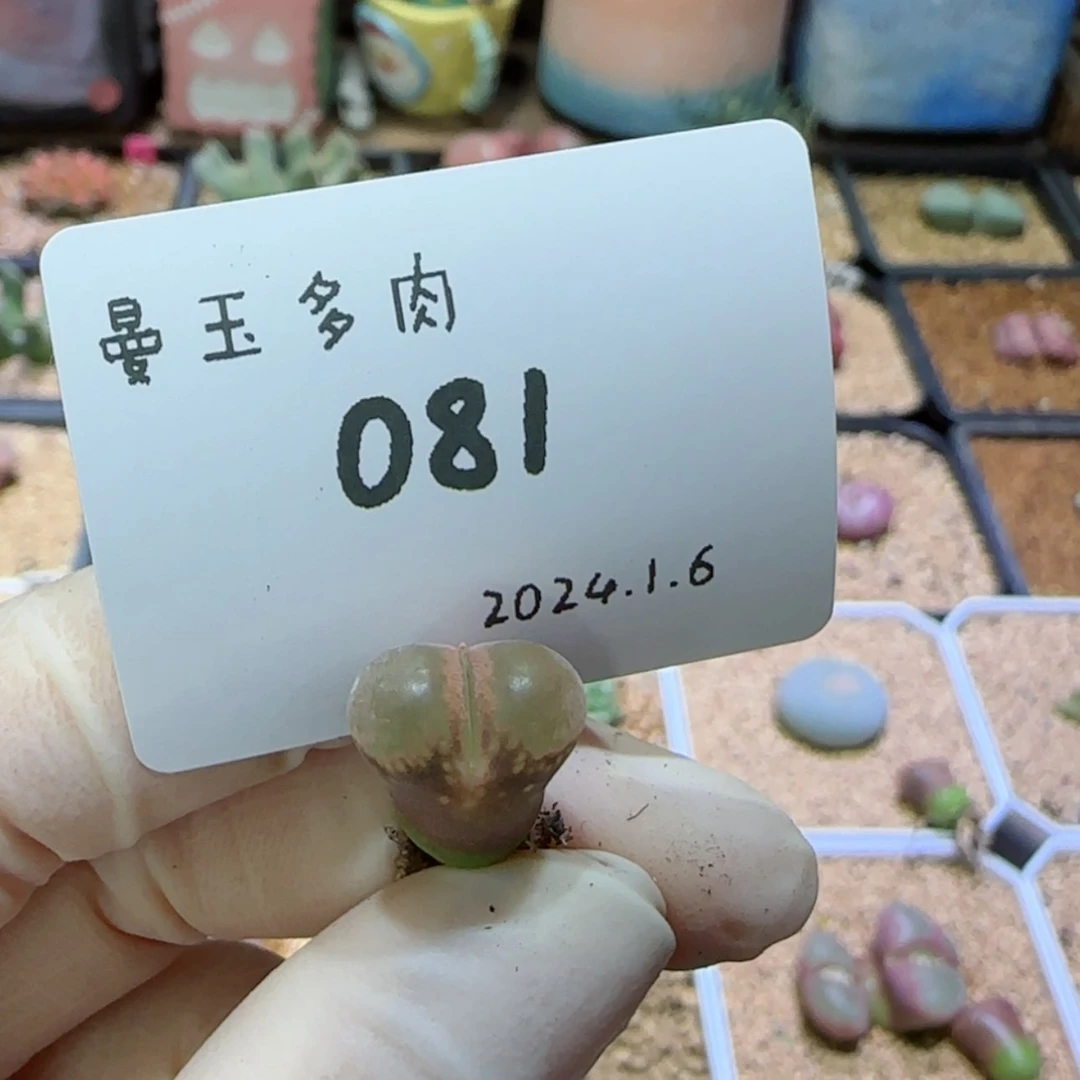 【闪购商品】红陶171cm(含)-200cm(含)奶*1.6-081奶栗
