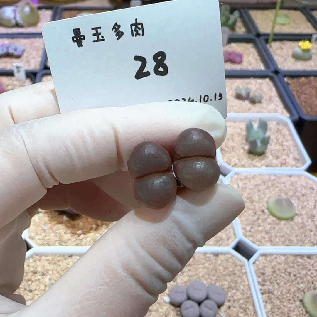 小*堆多肉多肉多肉10.15-028