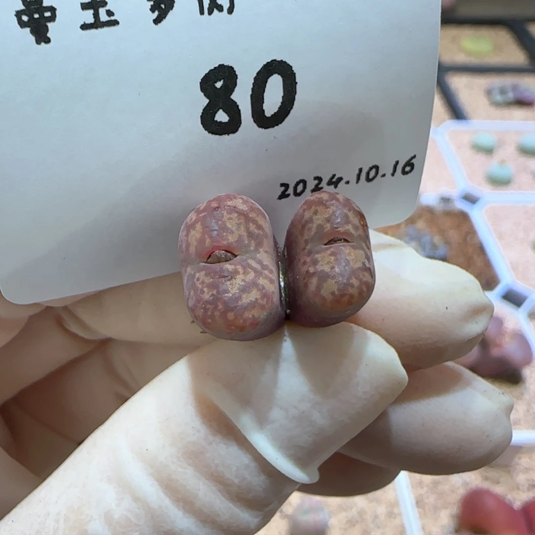 我***名多肉多肉多肉10.16-080