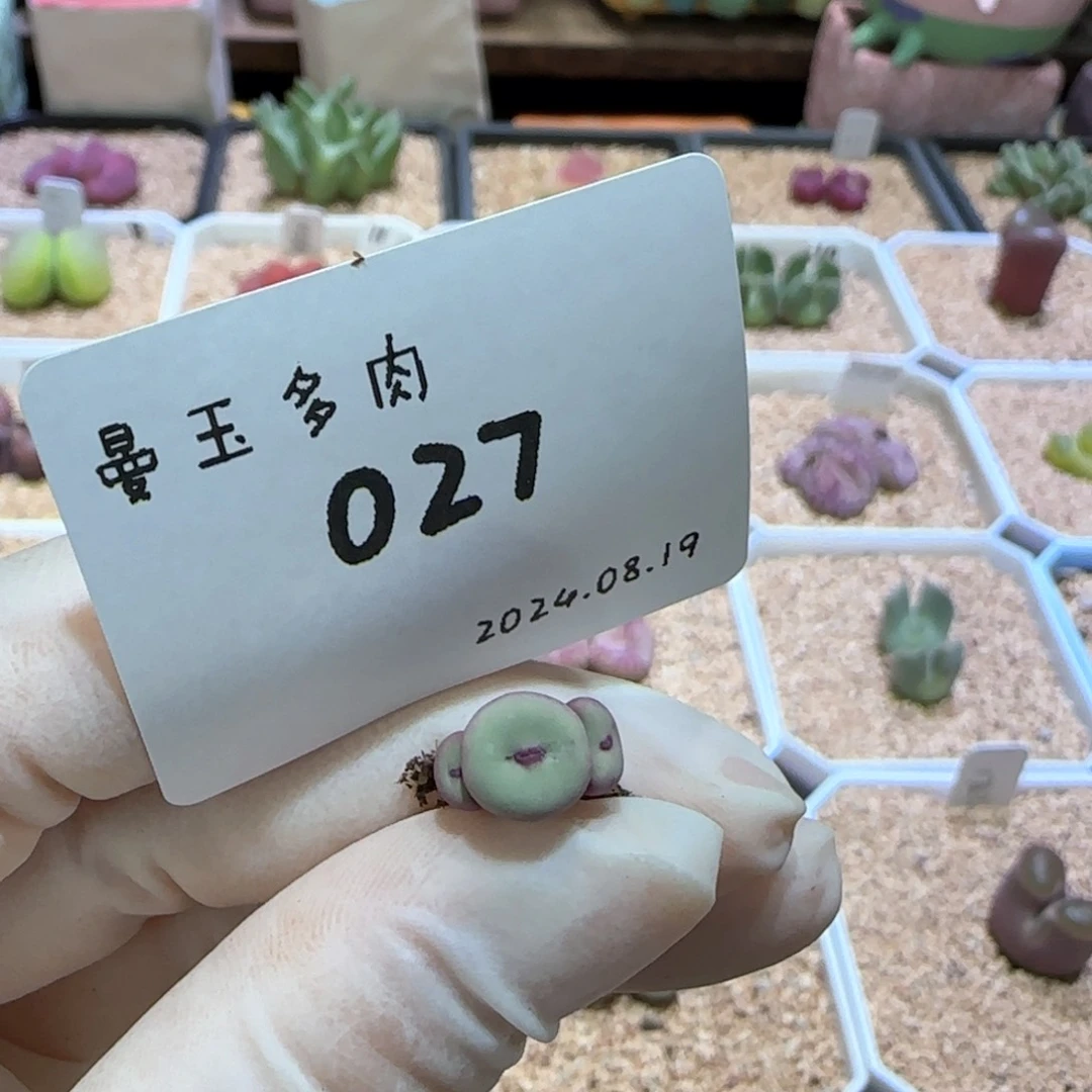 豌***豆多肉多肉多肉8.19-027