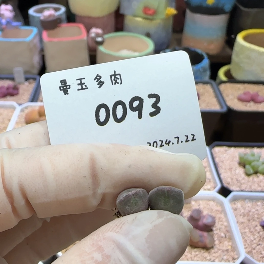 王***™多肉多肉多肉7.22-093