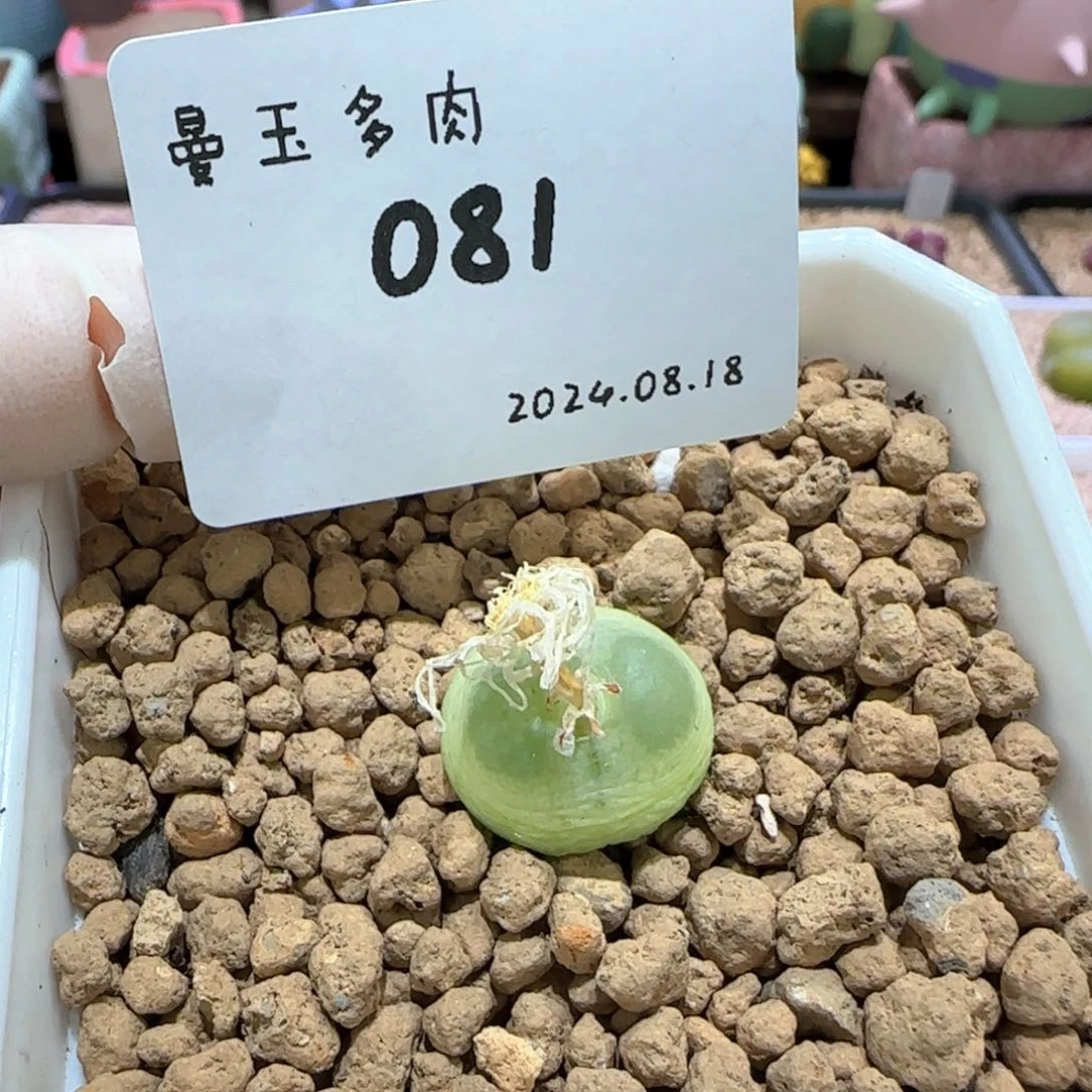 ?**泡多肉多肉多肉8.18-081