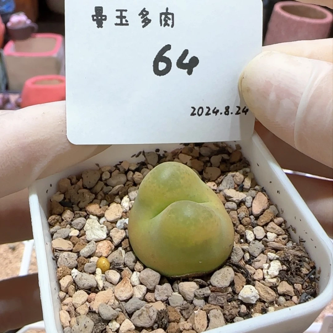 多肉多肉多肉8.24-064